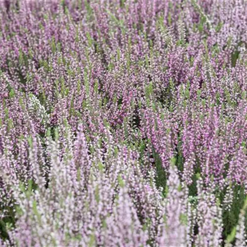 Knospenblüherheide