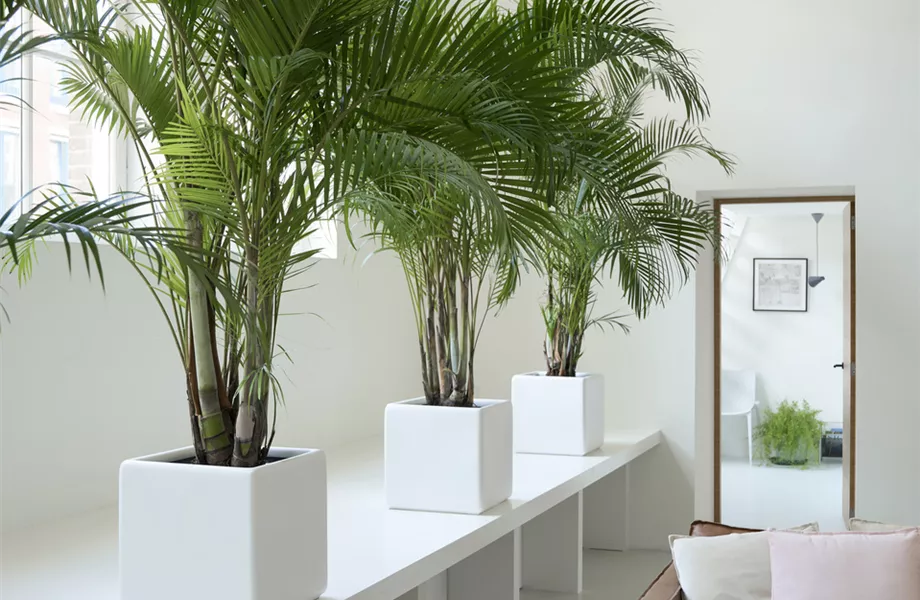 Pflanze Februar 2025: Palmen Pflanze Februar 2025: Palmen