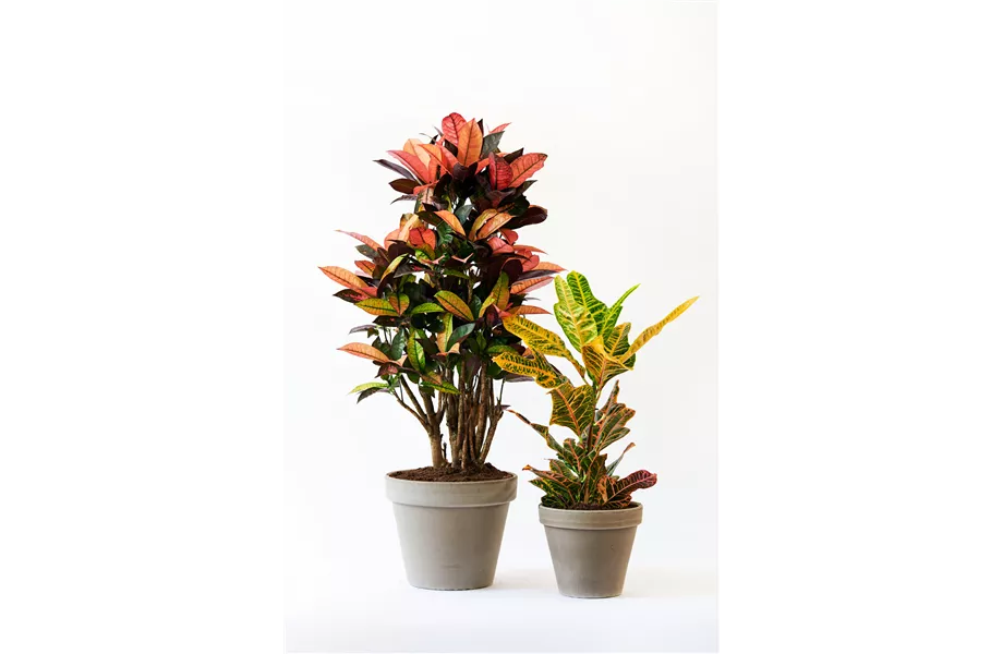 Pflanze des Monats Oktober 2026: Kroton