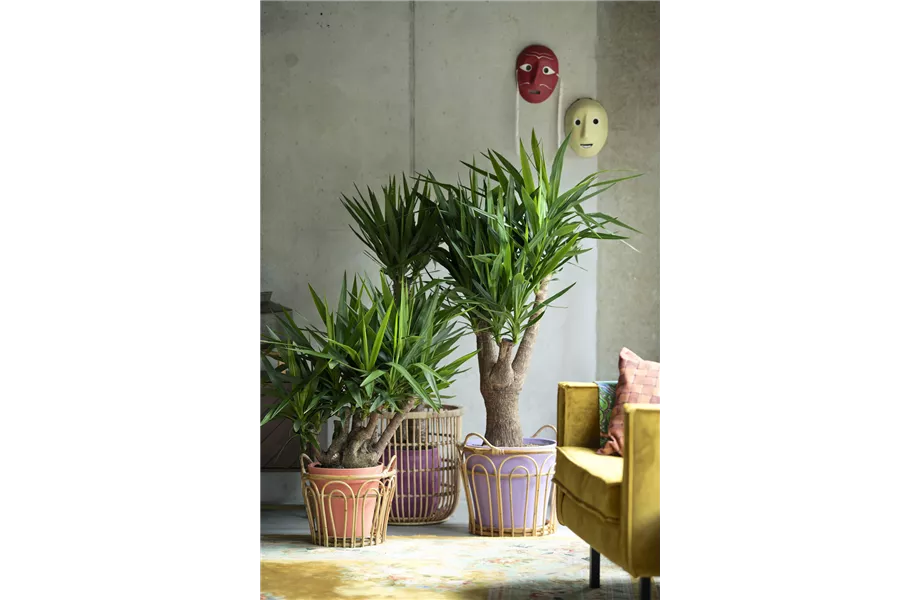 Pflanze des Monats Dezember 2026: Yucca