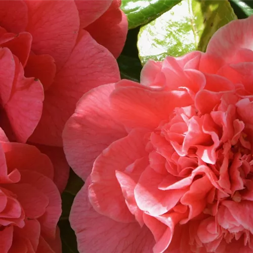 Gartenkalender April 2026