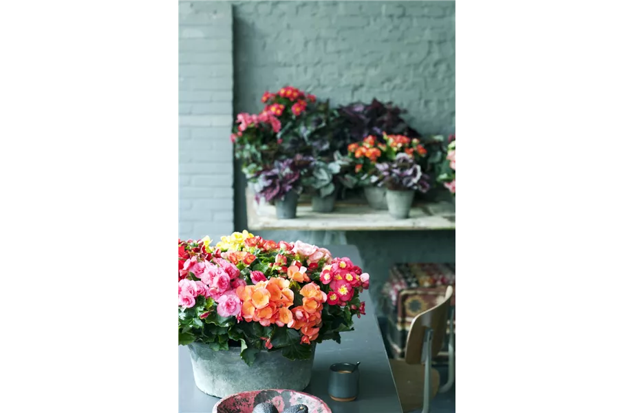 Pflanze des Monats April 2026: Begonie