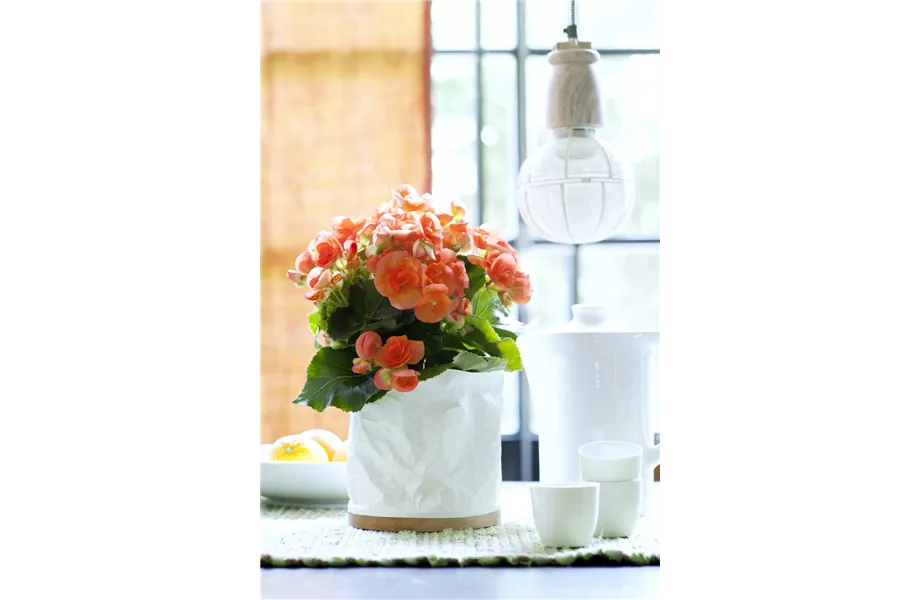 Pflanze des Monats April 2026: Begonie