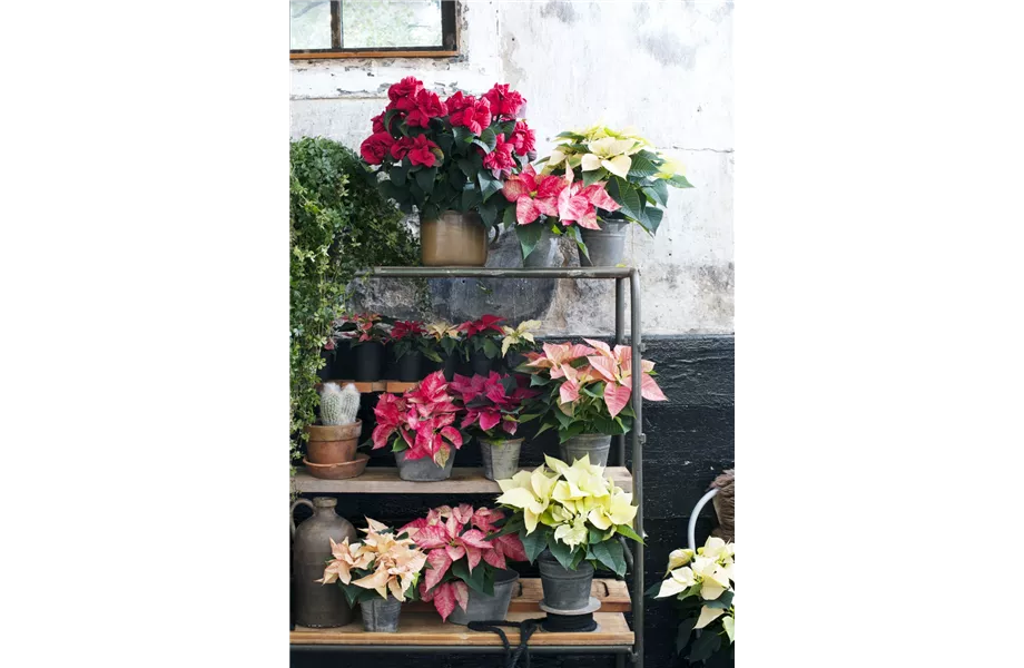 Pflanze des Monats November 2026: Poinsettie