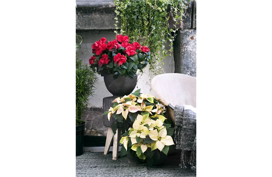 Pflanze des Monats November 2026: Poinsettie