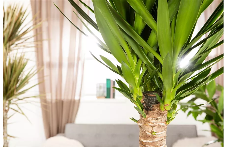 Pflanze des Monats Dezember 2026: Yucca