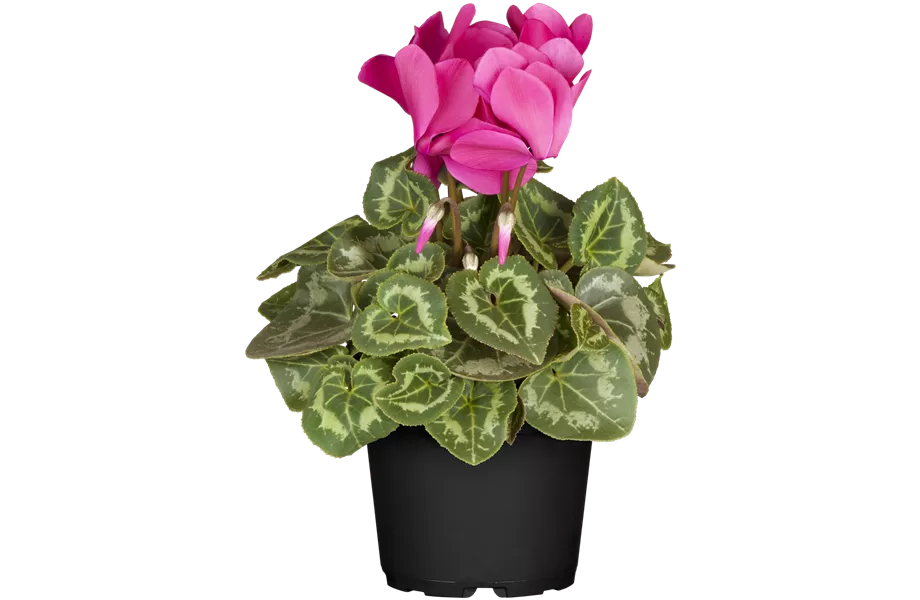 Pflanze des Monats November 2025: Alpenveilchen Pflanze des Monats November 2025: Alpenveilchen