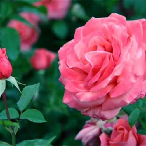 Gartentipps im März