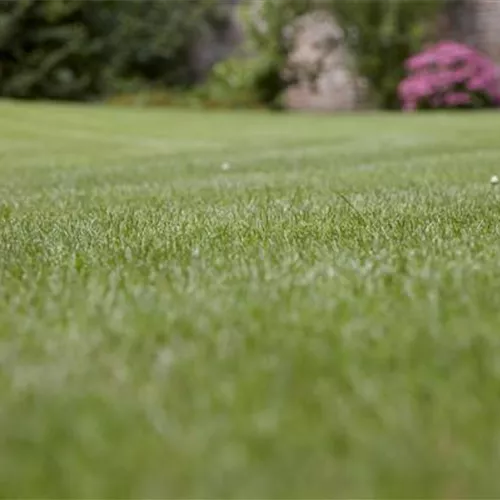 So bekommen Sie einen englischen Rasen