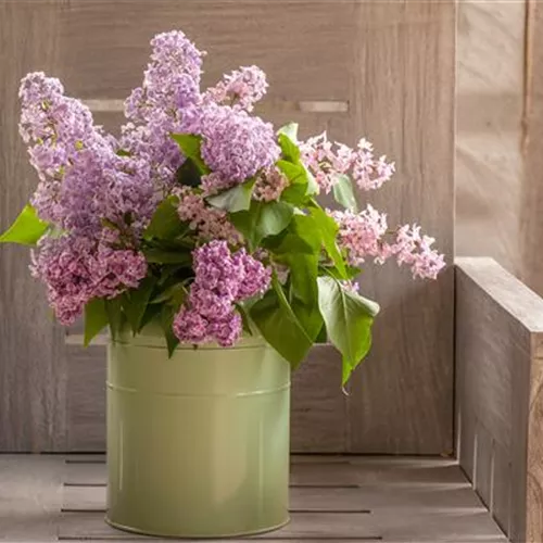 Die Top 8 der Frühlingsboten